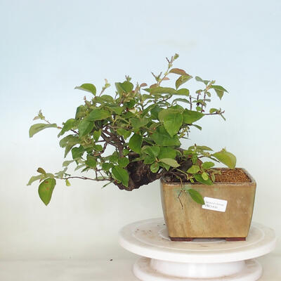 Freilandbonsai - Pseudocydonia sinensis - Chinesische Quitte - 1