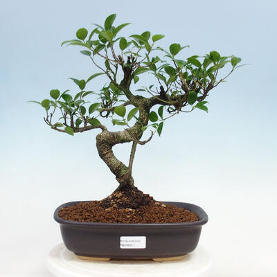 Indoor-Bonsai - Ficus kimmen - kleinblättriger Ficus