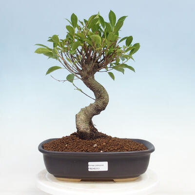 Indoor-Bonsai - Ficus kimmen - kleinblättriger Ficus
