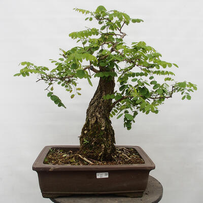 Bonsai im Freien - Akazie - Robinia pseudoacacia - 1