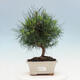 Indoor Bonsai-Pinus halepensis - 1/4