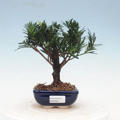 Zimmer Bonsai - Podocarpus - Stein Tausend - 1