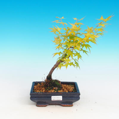 Bonsai im Freien - Acer palmatum Aureum - goldener japanischer Ahorn - 1