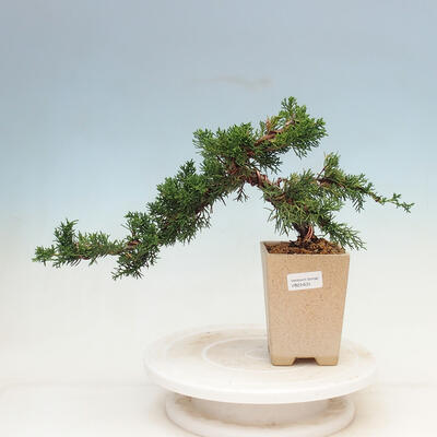 Bonsai im Freien - Juniperus chinensis - Chinesischer Wacholder