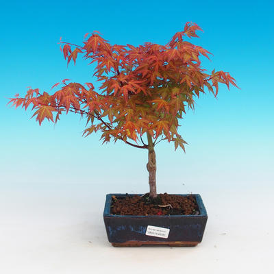 Im Freienbonsais - Acer palmatum Beni Tsucasa - japanischer Ahorn - 1