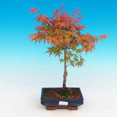 Im Freienbonsais - Acer palmatum Beni Tsucasa - japanischer Ahorn - 1