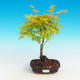 Bonsai im Freien - Acer palmatum Aureum - goldener japanischer Ahorn - 1/3