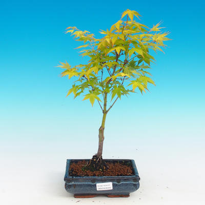 Bonsai im Freien - Acer palmatum Aureum - goldener japanischer Ahorn - 1