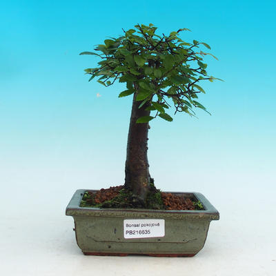 Pokojová bonsai -Malolistý jilm - P216626 - 1