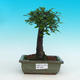Pokojová bonsai -Malolistý jilm - P216626 - 1/3