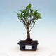 Zimmerbonsai - Ficus retusa - kleiner Ficus - 1/2