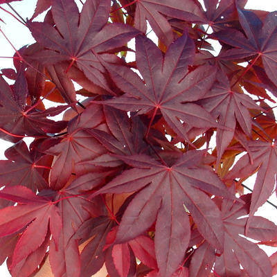 Bonsai im Freien - Acer-Palme. Atropurpureum - Japanisches Ahornrot - 1