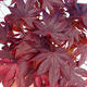 Bonsai im Freien - Acer-Palme. Atropurpureum - Japanisches Ahornrot - 1/3