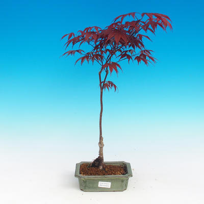 Bonsai im Freien - Acer-Palme. Atropurpureum - Japanisches Ahornrot - 1