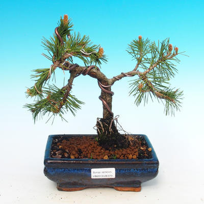 Bonsai im Freien - Pinus mugo Humpy - Pine Pine