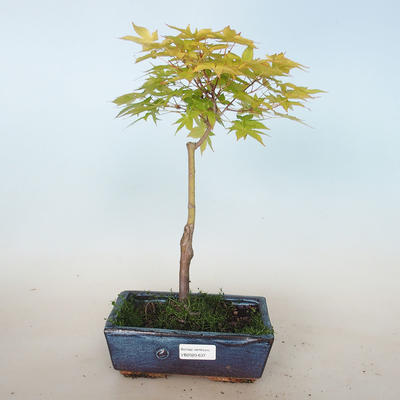 Acer palmatum Aureum - Goldener Palmenahorn VB2020-637 - 1