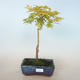 Acer palmatum Aureum - Goldener Palmenahorn VB2020-637 - 1/3