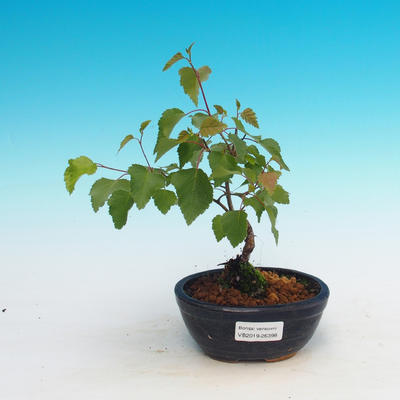 Bonsai im Freien - Betula verrucosa - silberne Birke
