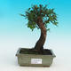 Pokojová bonsai -Malolistý jilm - P216626 - 1/3