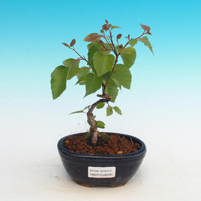 Bonsai im Freien - Betula verrucosa - silberne Birke