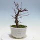 Outdoor-Bonsai - Ahorn palmatum DESHOJO - Ahorn palmate - 1/5