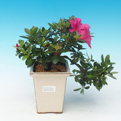 Freiluft-Bonsai - Rhododendron sp. - Azaleenrosa