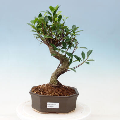 Zimmer Bonsai - Ficus kimmen - malolistý Ficus - 1