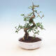 Indoor-Bonsai - Carmona macrophylla - Fuki-Tee - 1/5