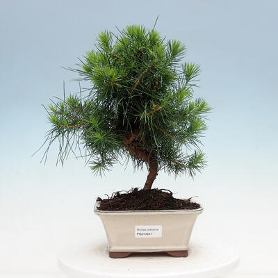 Indoor Bonsai-Pinus halepensis - 1