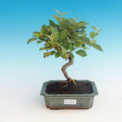 Bonsai im Freien - Malus halliana - Malplate Apfelbaum - 1
