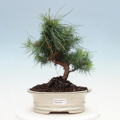 Indoor Bonsai-Pinus halepensis - 1