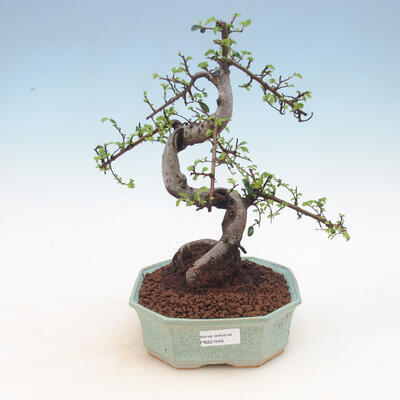Indoor Bonsai - Ulmus parvifolia - Kleinblättrige Ulme - 1