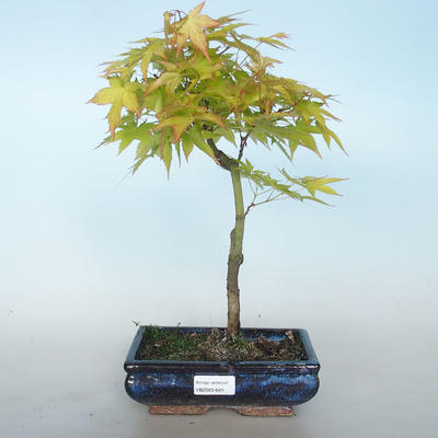 Acer palmatum Aureum - Goldener Palmenahorn VB2020-649 - 1