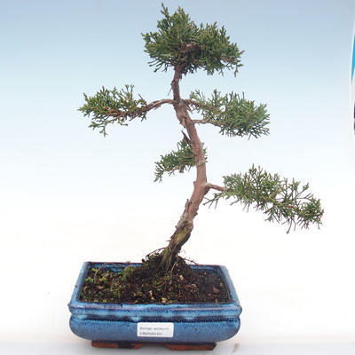 Bonsai im Freien - Juniperus chinensis - Chinesischer Wacholder VB2020-64