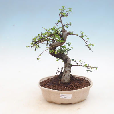 Indoor Bonsai - Ulmus parvifolia - Kleinblättrige Ulme - 1