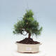 Indoor Bonsai-Pinus halepensis - 1/4