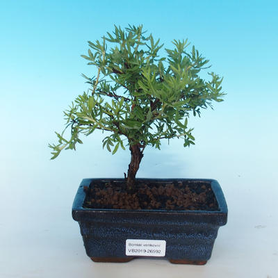 Bonsai-Cinquefoil im Freien - Dasiphora fruticosa gelb - 1