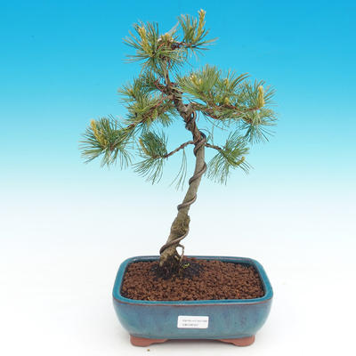 Mädchen-Kiefer - Pinus parviflora
