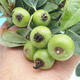 Outdoor-Bonsai -Malus Halliana - fruited Apfel - 1/4