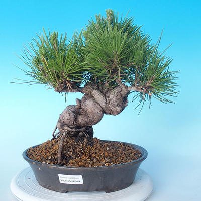 Pinus thunbergii - Thunbergkiefer - 1