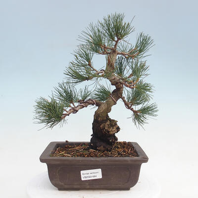 Bonsai im Freien - Pinus parviflora - kleinblumige Kiefer - 1