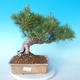 Pinus thunbergii - Thunbergkiefer - 1/5