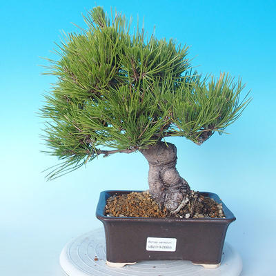 Pinus thunbergii - Thunbergkiefer - 1