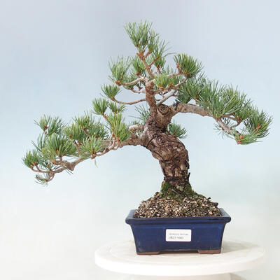 Bonsai im Freien - Pinus parviflora - kleinblütige Kiefer - 1