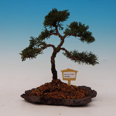 Outdoor-Bonsai - Juniperus chinensis Chinese -Jalovec