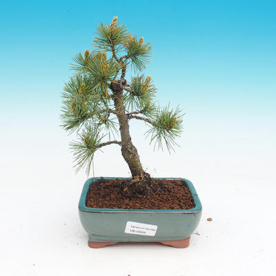 Mädchen-Kiefer - Pinus parviflora