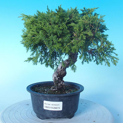 Outdoor Bonsai - Juniperus chinensis ITOIGAWA - Chinesischer Wacholder - 1