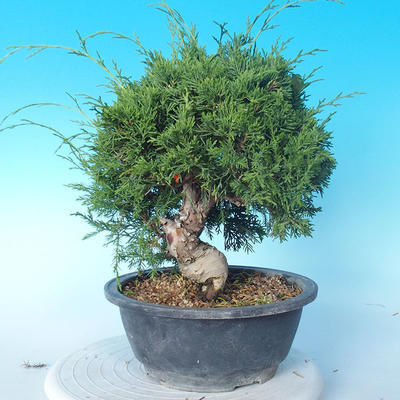 Outdoor Bonsai - Juniperus chinensis ITOIGAWA - Chinesischer Wacholder - 1