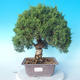 Outdoor Bonsai - Juniperus chinensis ITOIGAWA - Chinesischer Wacholder - 1/6