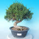 Outdoor Bonsai - Juniperus chinensis ITOIGAWA - Chinesischer Wacholder - 1/6